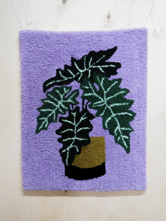 Viherkasviryijy (Alocasia Sanderiana)